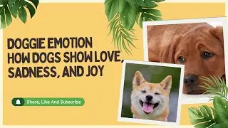 Doggie Emotion 🐶💖 | How Dogs Show Love, Sadness, and Joy