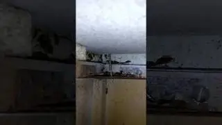Cockroach / Roach Inspection