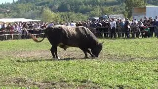 Jelenko od Husejnovića vs Barimba od Avdiba&scaron;ića Vozuča 2023