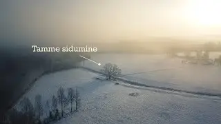 Tamme sidumine