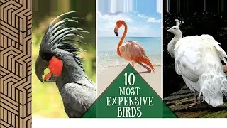 Top 10 Most Expensive Birds In The World