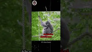 These Primates Have No Tail! Meet Javan Gibbons #animals #primates #monkey
