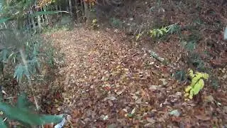 2025/11/8 河北林道　4.