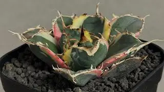 20251020 アガベ・チタノタ白鯨（覆輪）芽-010｜agave titanota white whale ver.margination