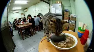 Chinese restaurant Viral video #cat #viral #funny #trending #japan #ramen #noodles 