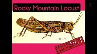 Species:MELANOPLUS SPRETUS Status:EXTINCT!!!