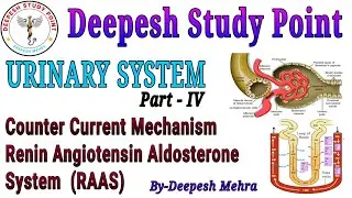 Urinary System-4 || Counter Current Mechanism || Regulation of Kidney Function || RAAS