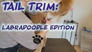 Tail Trim:  Labradoodle Edition - Grooming a Labradoodle - Gina's Grooming