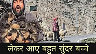 Pure Old Line Bhotiya Dog Puppy For Sale Gaddi dog Puppy available Uttarakhand Wale