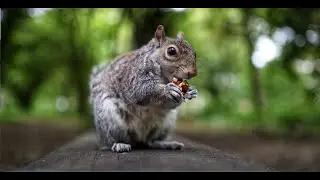 Grey squirrel compilation || London || HD || urban wildlife