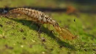 Biobest&reg; Chrysopa-System feeding on aphid