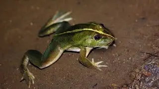 Class 36: Introduction to Euphlyctis hexadactylus- type study