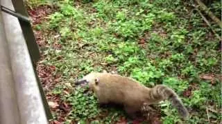 Ameisenb&auml;ren auf Futterjagd
