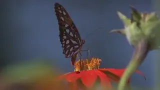 Risk of extinction: Monarch butterflies added to endangered species list