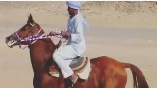 الفاتح حصان بيسو والفكهانى حصان الحاج عبدالقادرالفكهانى🐎🐎🏆🥇