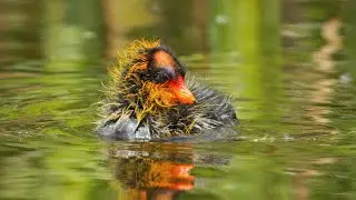 Coot Chicks Experiencing Their First Day Of Life On The Pond