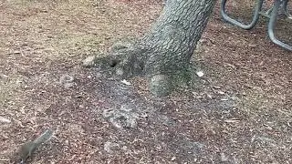 A White squirrel @ Ochlockonee River State Park FL 1/9/2026