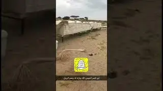 ملكات نحل بلدية اصيلة من جبال خيبر المدينه المنورة وطريقة تلقيح العذراء