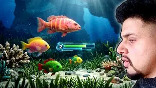 Fish Eat Fish.io Game Play