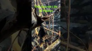 🐟🌿 The SECRET LIFE of PLECOS : Discovering Secret Treasures!