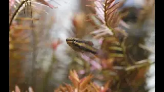 A Yawning Bivittatum Killifish (Aphyosemion bivittatum 'Funge')