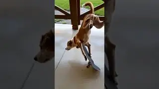 #goondex #doggie #skatedog