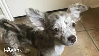 BIRDSONG PRODUCTIONS MNGT - Breed Info Chihuahua & Australian Shepherd Mix