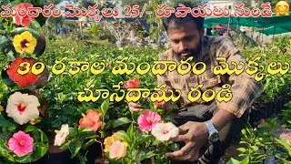 kadiyam Sri Venkata Durga Nursery || Wholesale Nursery in Sahebnagar Vanasthalipuram #svdnursery