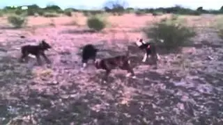 Hog Doggin