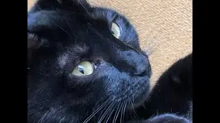 Best Cat Sleeping Spots