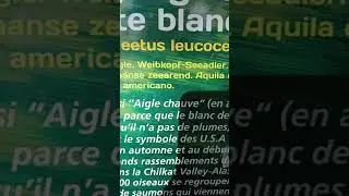 aigle chauve