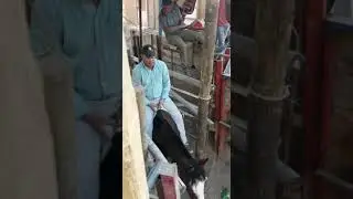 Domadura del 18 sep 2018 en medialuna copiapo