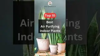 Top 10 Best Air Purifying Indoor Plants #indoorsplants #airpurifyingindoorplants #houseplants