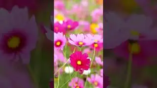Top 7 Fastest Blooming Flowers 🌸 | Instant Garden Gratification!