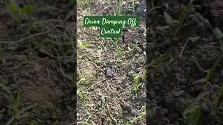 Onion Damping Off Control  प्याज की नर्सरी को गलन रोग से कैसे बचाएं? #galanrog #pyajkinursery