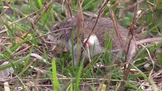 Deer Mice (Peromyscus maniculatus)