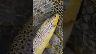 Wild Brown Trout in Ireland