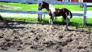 2014 filly by Gentlemen Send Roses out of a Rodeo Jack daughter