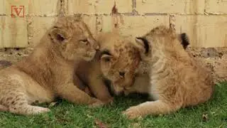 Cute Lil&rsquo; Lion Cubs Are Born in Mexican Zoo