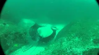 Large marble ray at Fish Rock