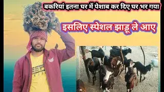 बकरियां का घर गीला  हो गया है कैसे सुखाए