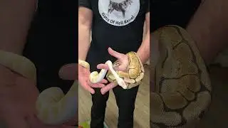 Kir&aacute;lypiton, Ball python #snake #reptiles #ballpython