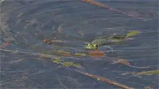 Grosse Heidelibelle bei der Eiablage / Common darter laying the eggs