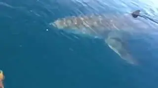 Huge great white shark circling boat get ready for shark attack #viral #shark #trending