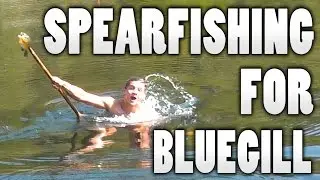 [GRAPHIC] Spearfishing for Bluegill! Cleaning and Cooking!