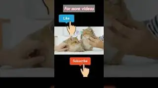 #short #CuteAnimalVideo  #petVideos #Animals