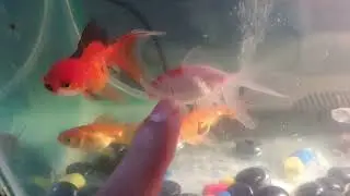 Gold fish egg dii 