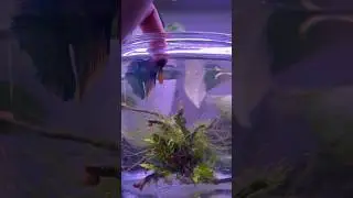 A small visit to my local pet store✨#betta #bettafish