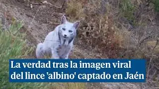 La verdad tras la imagen viral del lince 'albino' captado en Ja&eacute;n
