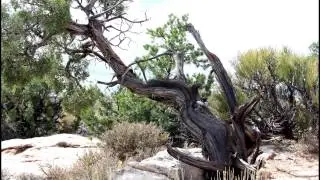 TREE'S IN THE UTAH PARKS